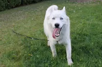 AKC Sam - Black/White male, a male Siberian Husky for sale in Evans, WA – Photo 9 of 10