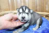 AKC Sam - Black/White male, a male Siberian Husky for sale in Evans, WA – Photo 4 of 10