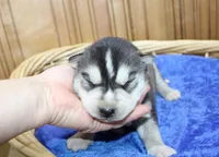 AKC Sam - Black/White male, a male Siberian Husky for sale in Evans, WA – Photo 3 of 10