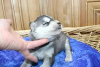 AKC Sam - Black/White male, a male Siberian Husky for sale in Evans, WA – Photo 5 of 10