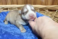 AKC Narik Red and White with Blue Eyes Male, a male Siberian Husky for sale in Evans, WA – 2 of 7