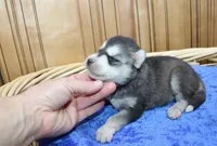 AKC Swan Boy - Black/White, a male Siberian Husky for sale in Evans, WA – Photo 7 of 9