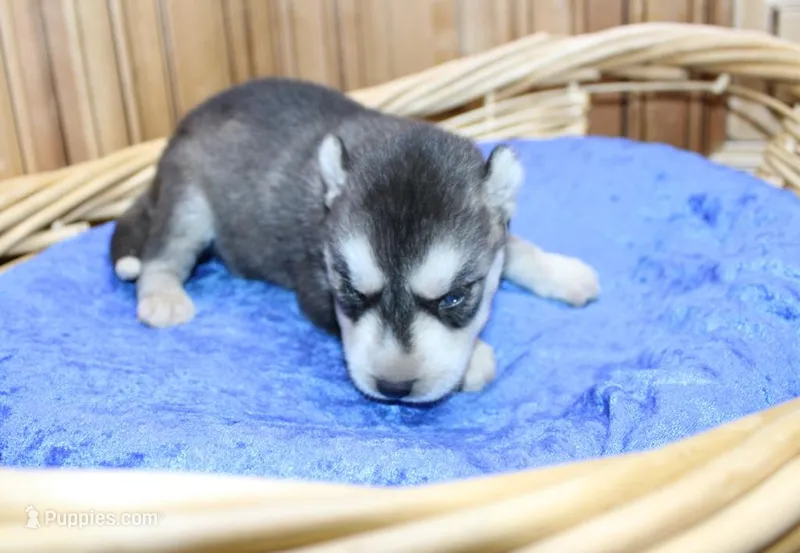 AKC Swan Boy - Black/White, a male Siberian Husky for sale in Evans, WA – Photo 1 of 9