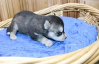 AKC Swan Boy - Black/White, a male Siberian Husky for sale in Evans, WA – Photo 6 of 9