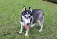 AKC Swan Boy - Black/White, a male Siberian Husky for sale in Evans, WA – Photo 8 of 9