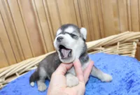 AKC Swan Boy - Black/White, a male Siberian Husky for sale in Evans, WA – Photo 2 of 9