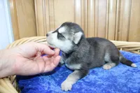 AKC Swan Boy - Black/White, a male Siberian Husky for sale in Evans, WA – Photo 4 of 9