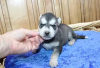 AKC Swan Boy - Black/White, a male Siberian Husky for sale in Evans, WA – Photo 5 of 9