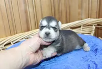 AKC Swan Boy - Black/White, a male Siberian Husky for sale in Evans, WA – Photo 3 of 9