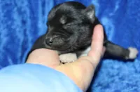 AKC Algor male Husky, a male Siberian Husky for sale in Evans, WA – 2 of 5