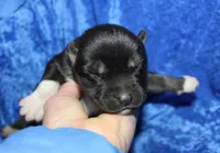 AKC Algor male Husky, a male Siberian Husky for sale in Evans, WA – 5 of 5
