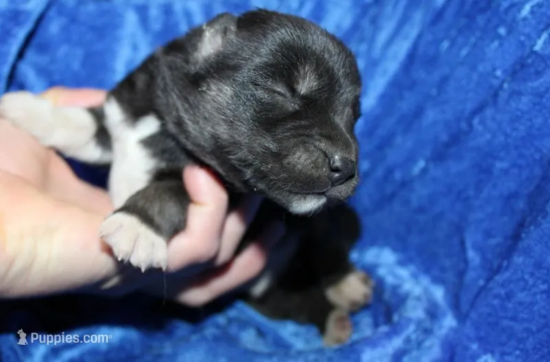 AKC Algor male Husky, a male Siberian Husky for sale in Evans, WA – 1 of 5