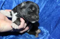 AKC Algor male Husky, a male Siberian Husky for sale in Evans, WA – 1 of 5