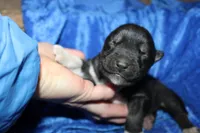 AKC Algor male Husky, a male Siberian Husky for sale in Evans, WA – 4 of 5