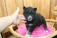 AKC Alesya Female Blue Eyes Husky, a female Siberian Husky for sale in Evans, WA – 6 of 6