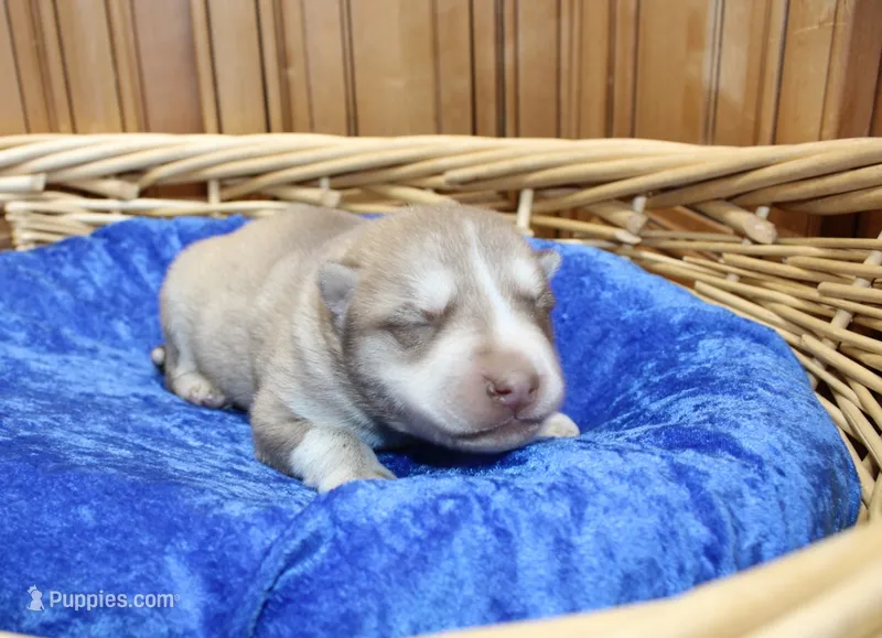 AKC Nill Red and White with Blue Eyes Male – Siberian Husky puppy for sale in Evans, WA