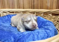 AKC Nill Red and White with Blue Eyes Male, a male Siberian Husky for sale in Evans, WA – 1 of 8
