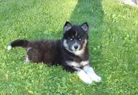 AKC Alesya Female Blue Eyes Husky, a female Siberian Husky for sale in Evans, WA – 3 of 10