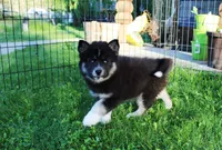 AKC Alesya Female Blue Eyes Husky, a female Siberian Husky for sale in Evans, WA – 9 of 10