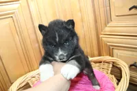 AKC Alesya Female Blue Eyes Husky, a female Siberian Husky for sale in Evans, WA – 3 of 6