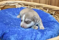 AKC Narik Red and White with Blue Eyes Male, a male Siberian Husky for sale in Evans, WA – 5 of 7