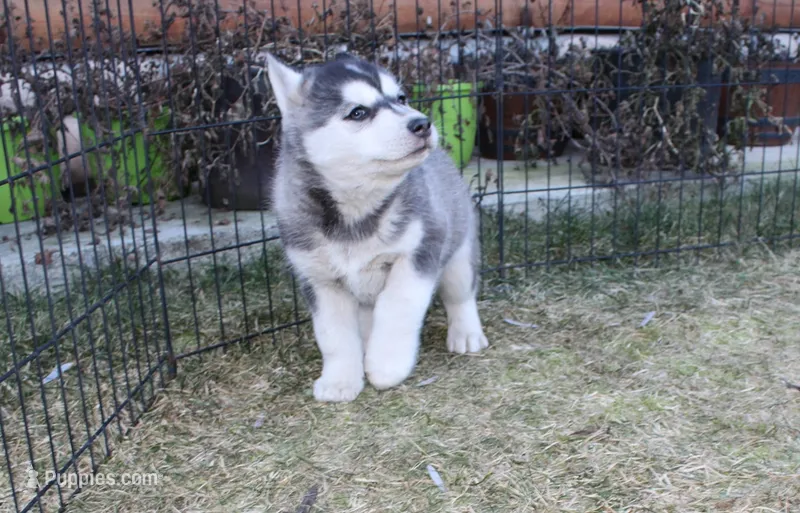AKC Legar - Siberian Husky Boy