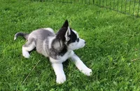 AKC Doll Black/White Blue Eyes, a female Siberian Husky for sale in Evans, WA – Photo 2 of 9