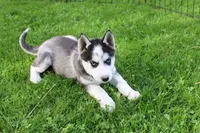 AKC Doll Black/White Blue Eyes, a female Siberian Husky for sale in Evans, WA – Photo 5 of 9