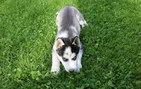 AKC Doll Black/White Blue Eyes, a female Siberian Husky for sale in Evans, WA – Photo 6 of 9