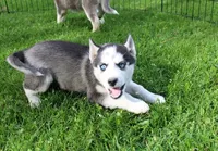 AKC Doll Black/White Blue Eyes, a female Siberian Husky for sale in Evans, WA – Photo 4 of 9