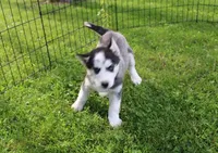 AKC Doll Black/White Blue Eyes, a female Siberian Husky for sale in Evans, WA – Photo 3 of 9