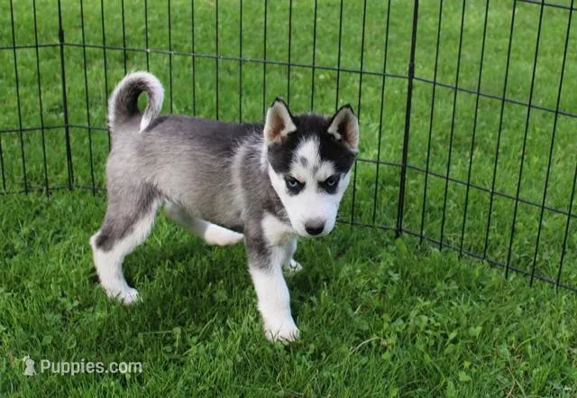AKC Doll Black/White Blue Eyes