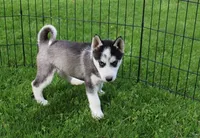 AKC Doll Black/White Blue Eyes, a female Siberian Husky for sale in Evans, WA – Photo 1 of 9