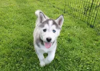 AKC Darja Black/Whit Bi-Eyes, a female Siberian Husky for sale in Evans, WA – Photo 3 of 10