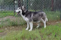 AKC Darja Black/Whit Bi-Eyes, a female Siberian Husky for sale in Evans, WA – Photo 9 of 10