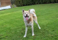 AKC Darja Black/Whit Bi-Eyes, a female Siberian Husky for sale in Evans, WA – Photo 10 of 10
