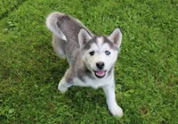 AKC Darja Black/Whit Bi-Eyes, a female Siberian Husky for sale in Evans, WA – Photo 6 of 10