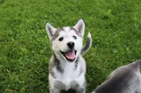 AKC Darja Black/Whit Bi-Eyes, a female Siberian Husky for sale in Evans, WA – Photo 2 of 10