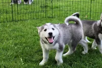 AKC Darja Black/Whit Bi-Eyes, a female Siberian Husky for sale in Evans, WA – Photo 5 of 10