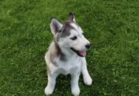 AKC Darja Black/Whit Bi-Eyes, a female Siberian Husky for sale in Evans, WA – Photo 4 of 10