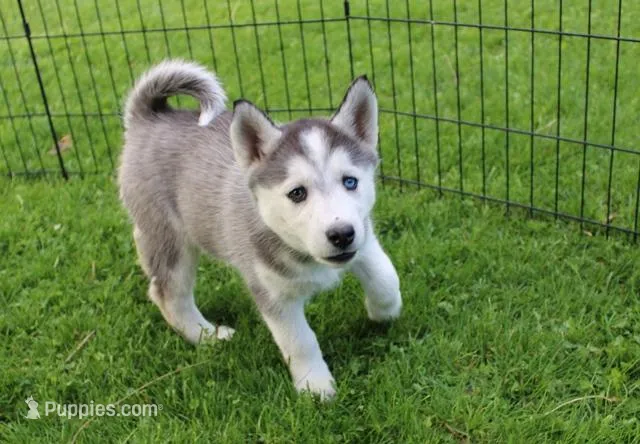 AKC Darja Black/Whit Bi-Eyes, a female Siberian Husky for sale in Evans, WA – Photo 1 of 10