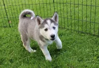 AKC Darja Black/Whit Bi-Eyes, a female Siberian Husky for sale in Evans, WA – Photo 1 of 10