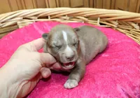 AKC Nana Red female Husky with Blue Eyes, a female Siberian Husky for sale in Evans, WA – 8 of 8