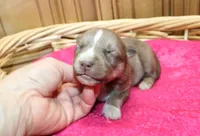 AKC Nana Red female Husky with Blue Eyes, a female Siberian Husky for sale in Evans, WA – 7 of 8