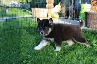AKC Alesya Female Blue Eyes Husky, a female Siberian Husky for sale in Evans, WA – 10 of 10