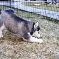 AKC Luke Black Boy - Blue Eyes, a male Siberian Husky for sale in Evans, WA – Photo 2 of 9