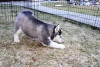 AKC Luke Black Boy - Blue Eyes, a male Siberian Husky for sale in Evans, WA – Photo 2 of 9