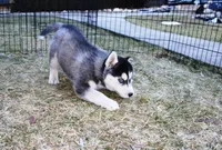 AKC Luke Black Boy - Blue Eyes, a male Siberian Husky for sale in Evans, WA – Photo 3 of 9