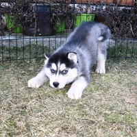 AKC Luke Black Boy - Blue Eyes, a male Siberian Husky for sale in Evans, WA – Photo 5 of 9