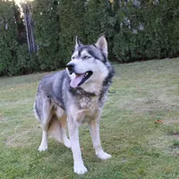 AKC Luke Black Boy - Blue Eyes, a male Siberian Husky for sale in Evans, WA – Photo 9 of 9
